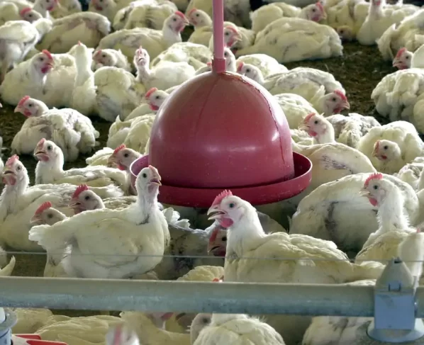 Granja destrói ovos após emergência decretada por gripe aviária - Foto: Arquivo/Agência Brasil