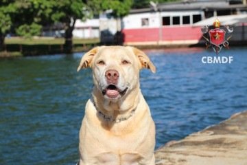 Morre Thor, cão herói do Corpo de Bombeiros que atuou em Brumadinho   -  (crédito: CBMDF)