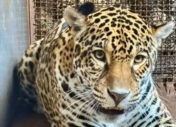 A onça-pintada Ruana deixou o Pará e já está em seu novo lar: o Zoológico de São Paulo.