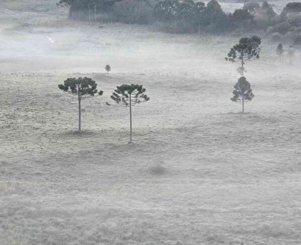 Foto mostra geada pelo frio em São Joaquim (SC)