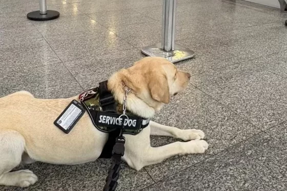 Tedy, cão de suporte emocional, estava no embarque do Aeroporto do Galeão