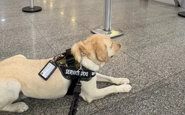 Tedy, cão de suporte emocional, estava no embarque do Aeroporto do Galeão