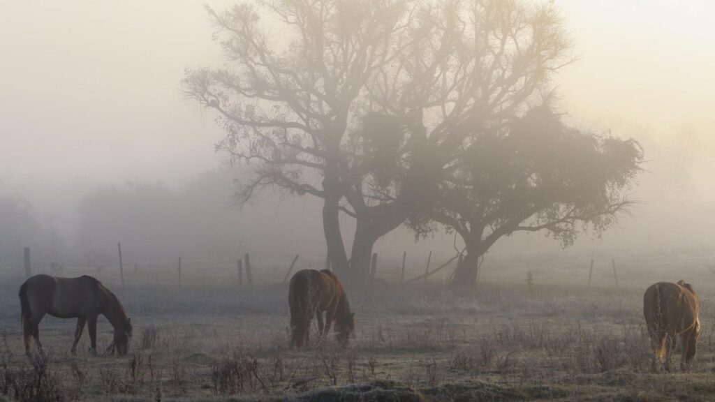 Foto mostrra frio e geada em Livramento