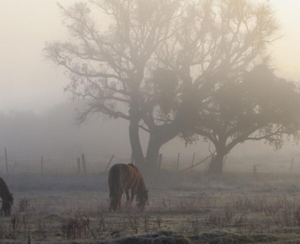 Foto mostrra frio e geada em Livramento